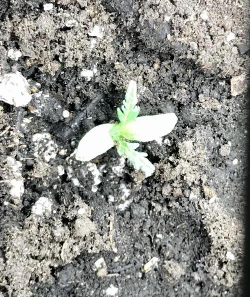 Frosty’s Auto Freak. Week 1 - Day 7 out of soil. Had about 2.25” Stretch, topped up soil around stem.