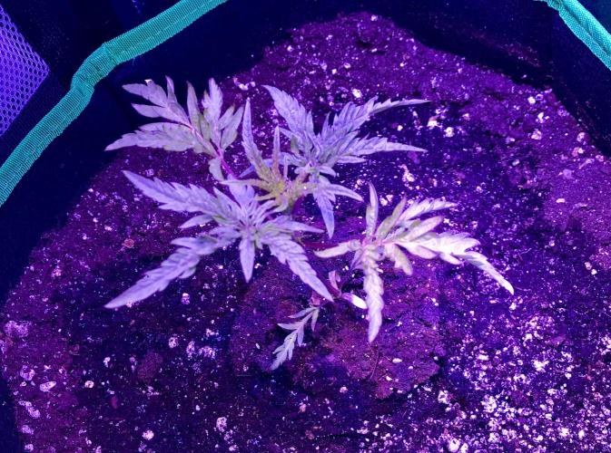 Frosty’s Auto Freak. Week 3 - Starting to pick up the pace in week 3.
