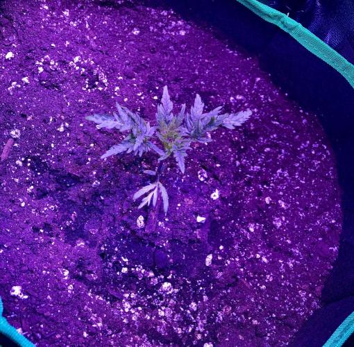 Frosty’s Auto Freak. Week 3 - Wasn’t sure this one was going to do anything but then it started to take off.