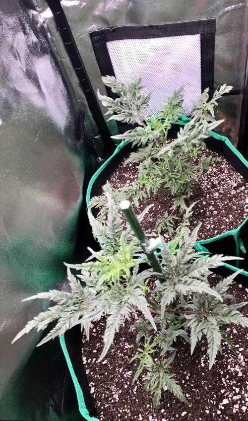 Frosty’s Auto Freak. Week 5