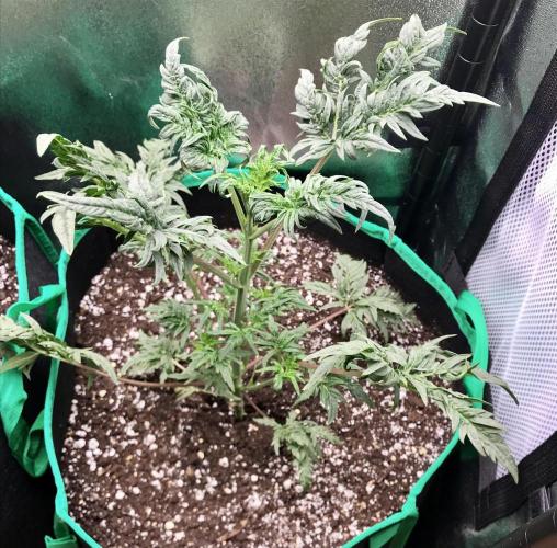 Frosty’s Auto Freak. Week 5
