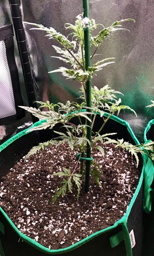 Frosty’s Auto Freak. Week 5