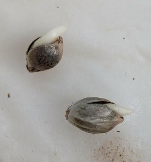 Frosty’s Auto Freak contest. Week 0 - Germination en moins de 48h sur papier absorbant