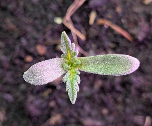 Frosty’s Auto Freak contest. Week 1
