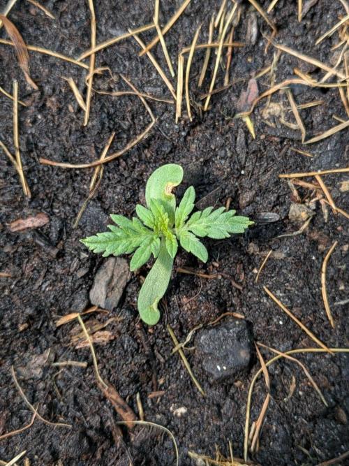 Frosty’s Auto Freak contest. Week 2