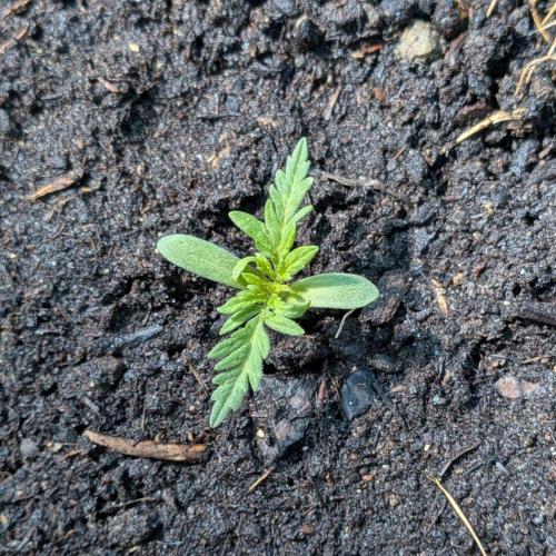 Frosty’s Auto Freak contest. Week 2
