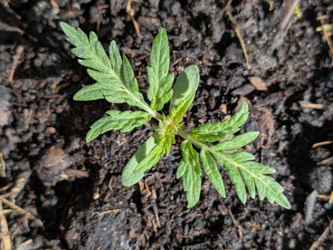 Frosty’s Auto Freak contest. Week 3