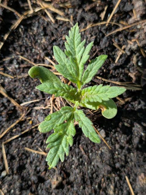 Frosty’s Auto Freak contest. Week 3