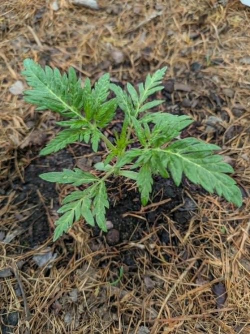 Frosty’s Auto Freak contest. Week 3 - Bon development en quelques jours