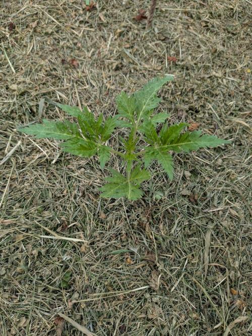 Frosty’s Auto Freak contest. Week 4