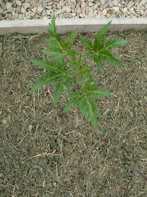 Frosty’s Auto Freak contest. Week 4