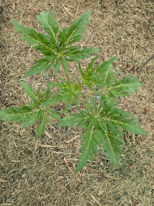 Frosty’s Auto Freak contest. Week 4
