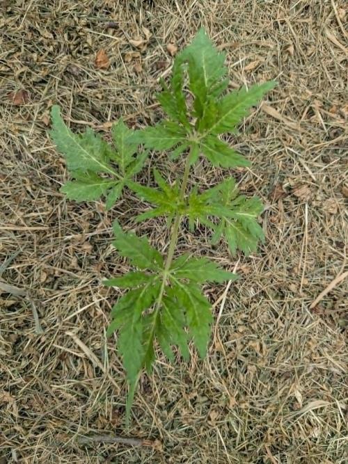 Frosty’s Auto Freak contest. Week 4