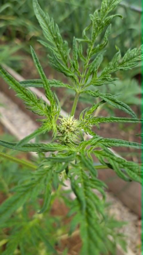 Frosty’s Auto Freak contest. Week 6