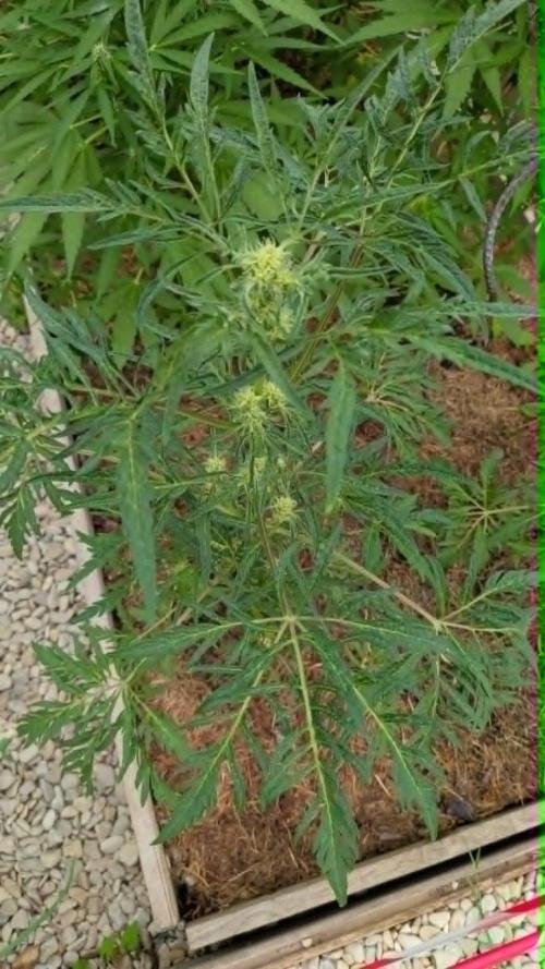 Frosty’s Auto Freak contest. Week 6
