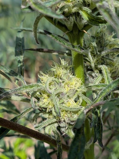 Frosty’s Auto Freak contest. Week 7