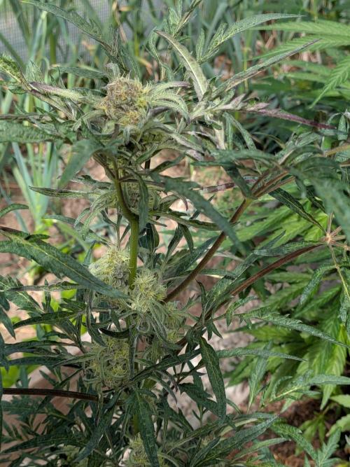 Frosty’s Auto Freak contest. Week 7