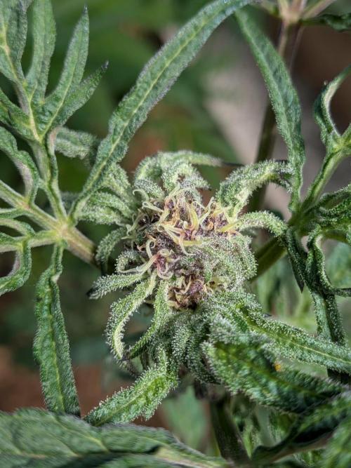 Frosty’s Auto Freak contest. Week 7