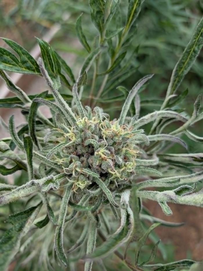 Frosty’s Auto Freak contest. Week 8 - Floraison