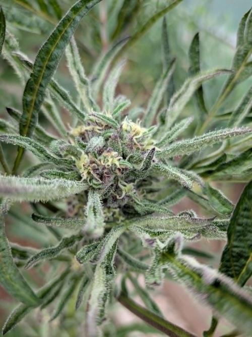 Frosty’s Auto Freak contest. Week 8