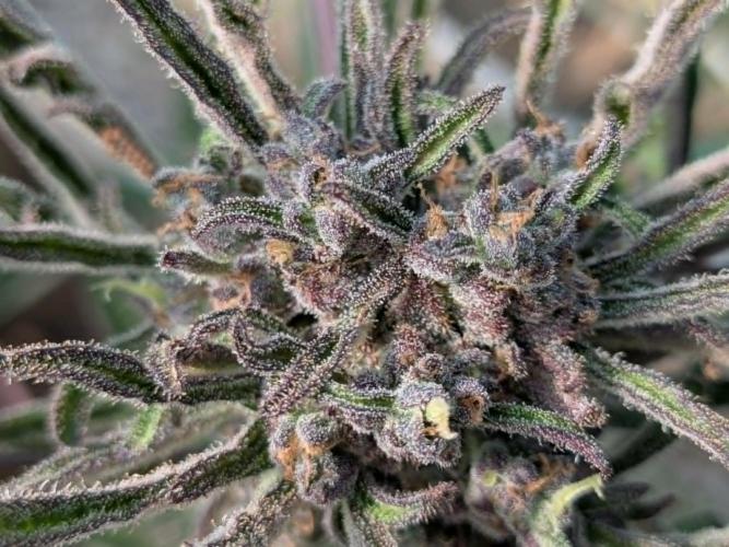Frosty’s Auto Freak contest. Week 10 - plant 2