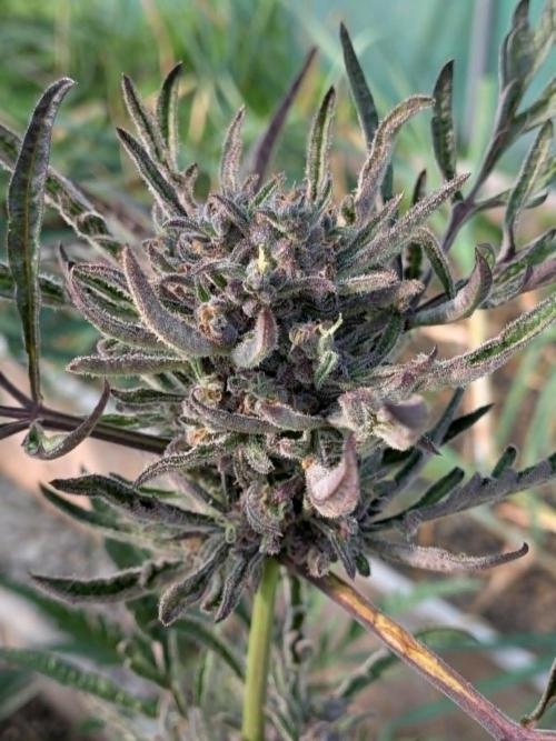 Frosty’s Auto Freak contest. Week 10 - plant 2