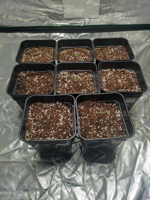 #1 2026 Auto fastbuds. Week 1