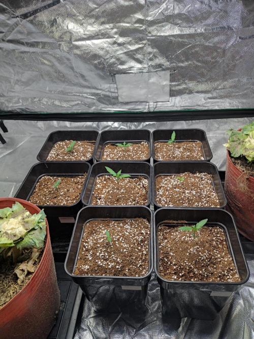 #1 2026 Auto fastbuds. Week 1