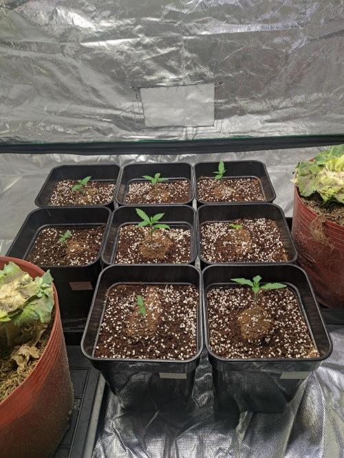 #1 2026 Auto fastbuds. Week 2