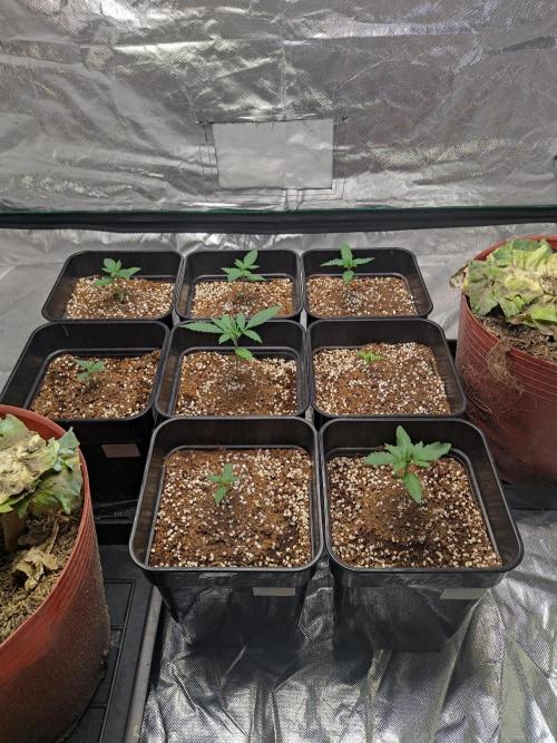 #1 2026 Auto fastbuds. Week 2