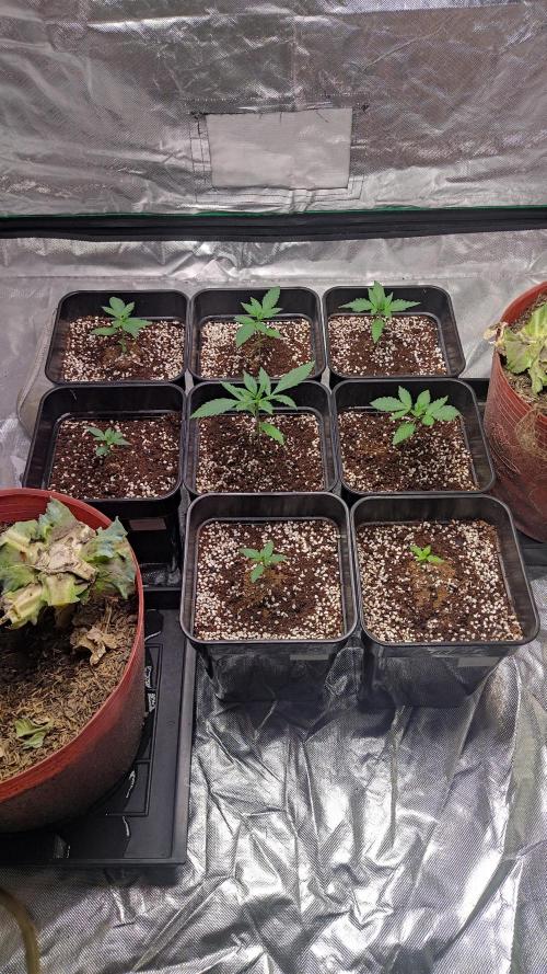#1 2026 Auto fastbuds. Week 2