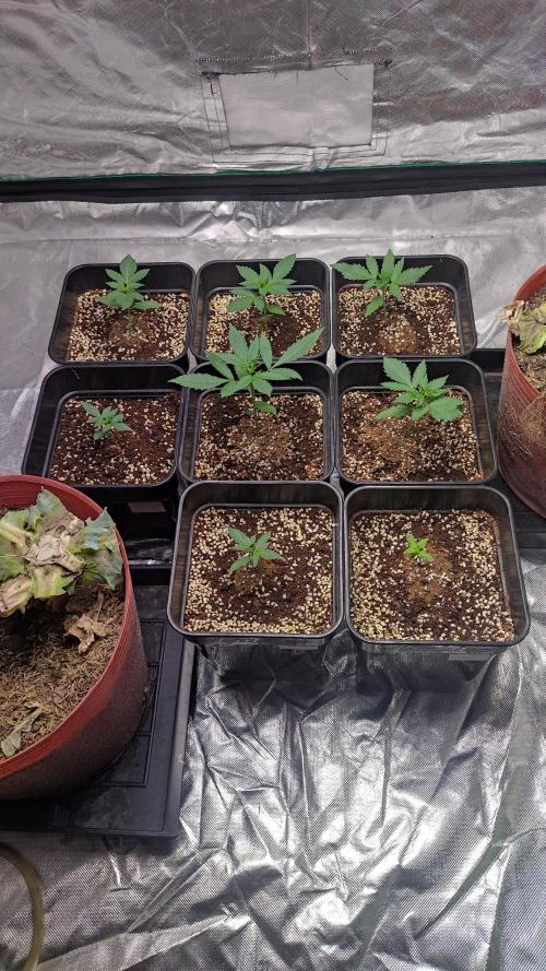 #1 2026 Auto fastbuds. Week 2