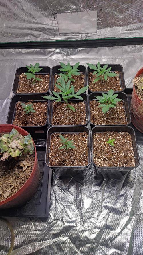 #1 2026 Auto fastbuds. Week 2