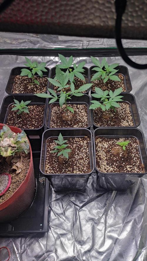 #1 2026 Auto fastbuds. Week 3