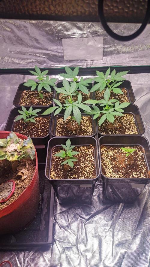 #1 2026 Auto fastbuds. Week 3