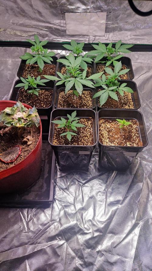 #1 2026 Auto fastbuds. Week 3 - The topped plant responded very well. The side branches are already starting to 
