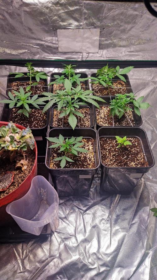 #1 2026 Auto fastbuds. Week 3