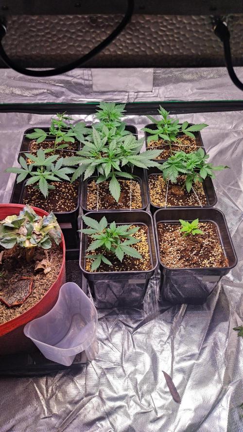 #1 2026 Auto fastbuds. Week 3