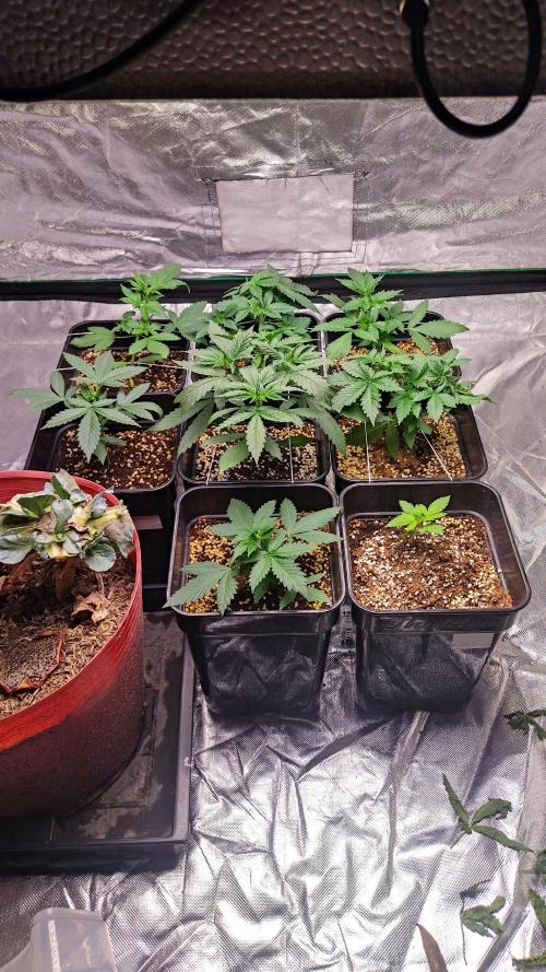#1 2026 Auto fastbuds. Week 3