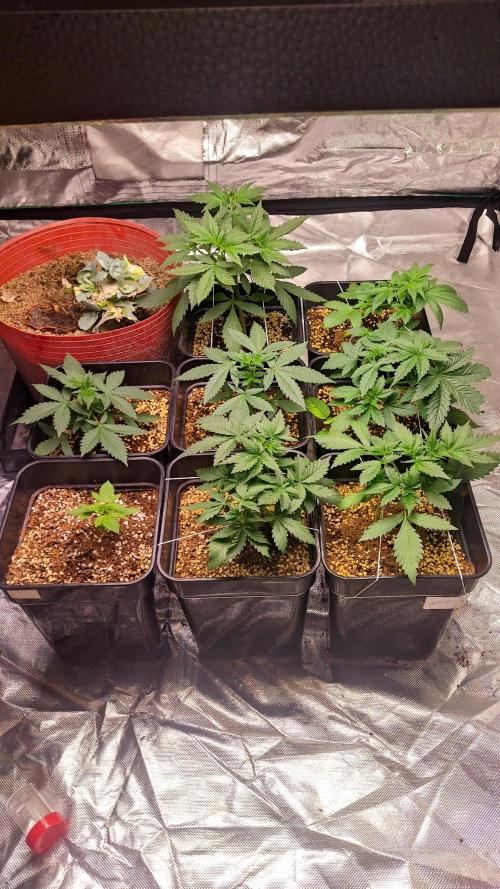 #1 2026 Auto fastbuds. Week 3