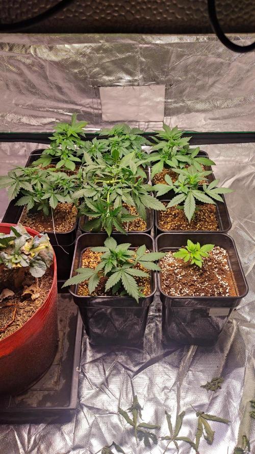 #1 2026 Auto fastbuds. Week 4