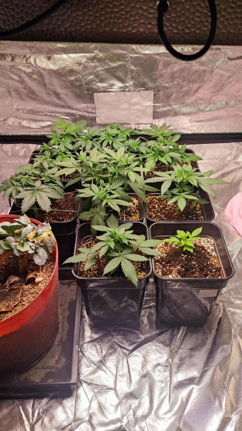 #1 2026 Auto fastbuds. Week 4