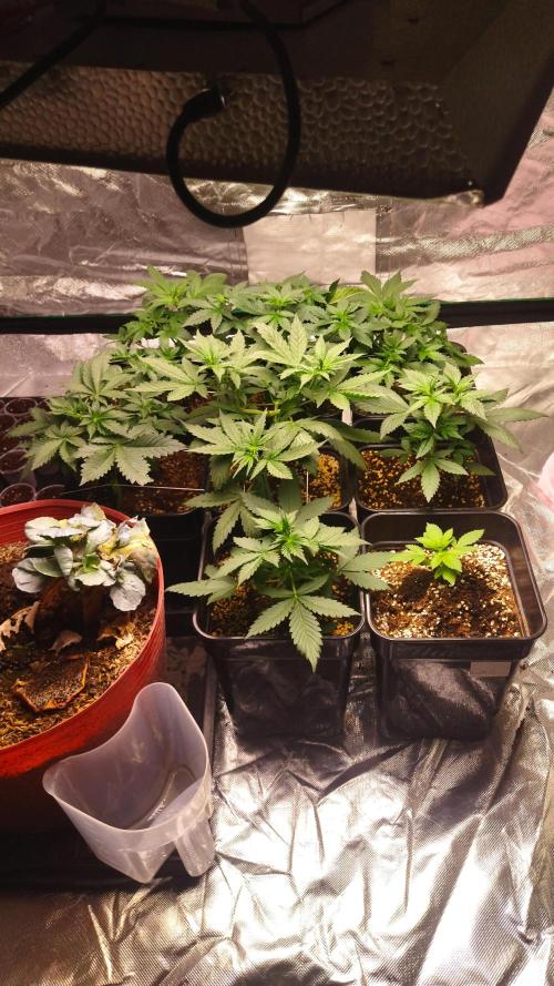 #1 2026 Auto fastbuds. Week 4