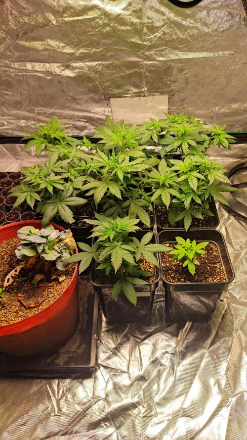 #1 2026 Auto fastbuds. Week 4