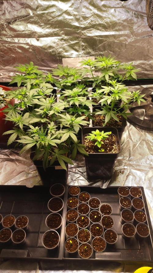 #1 2026 Auto fastbuds. Week 4