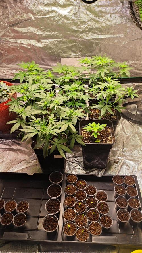 #1 2026 Auto fastbuds. Week 4