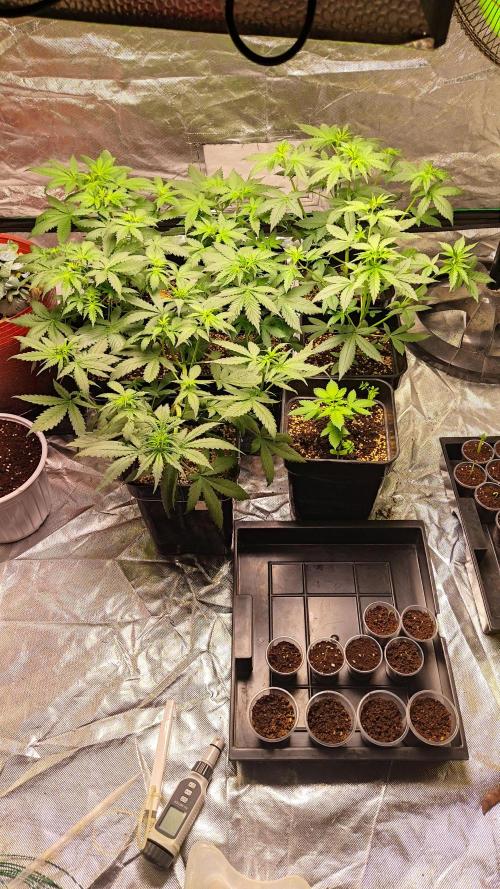 #1 2026 Auto fastbuds. Week 4