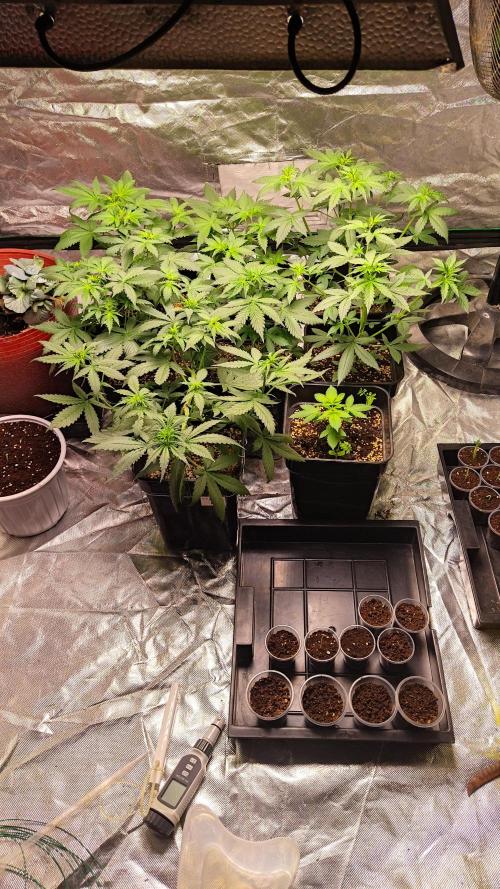 #1 2026 Auto fastbuds. Week 4