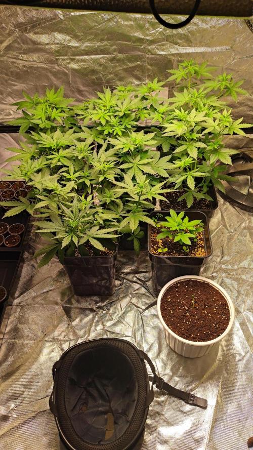 #1 2026 Auto fastbuds. Week 4