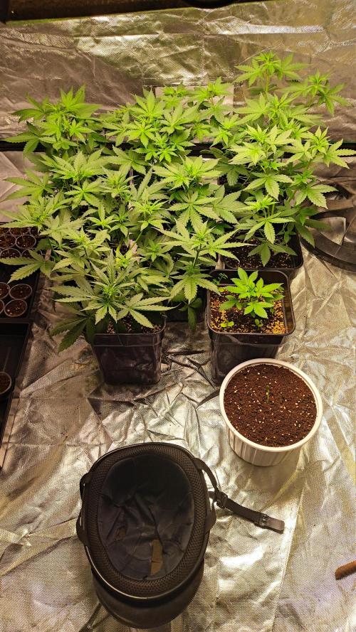 #1 2026 Auto fastbuds. Week 4